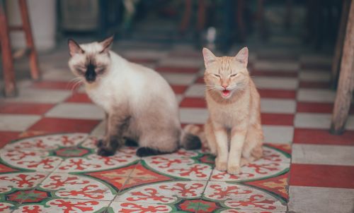 Free Close-up of two cats sitting on a colorful tiled floor indoors. Stock Photo