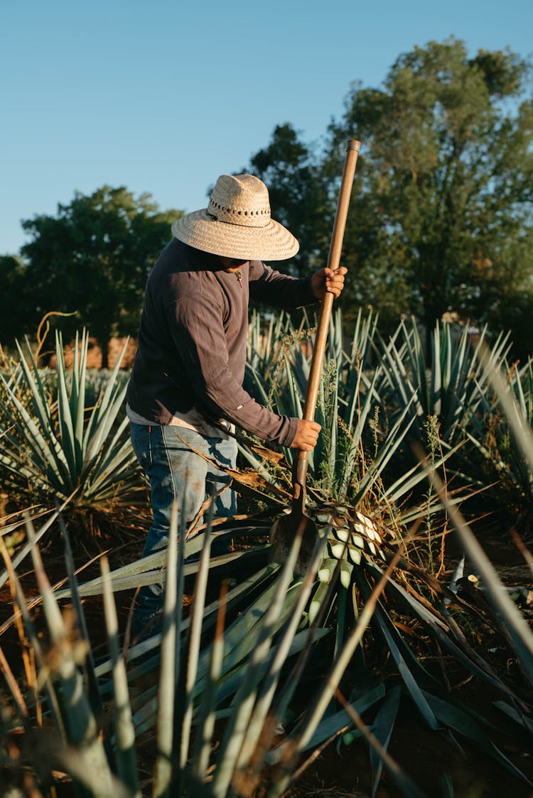 A Farmer Harvesting An Agave