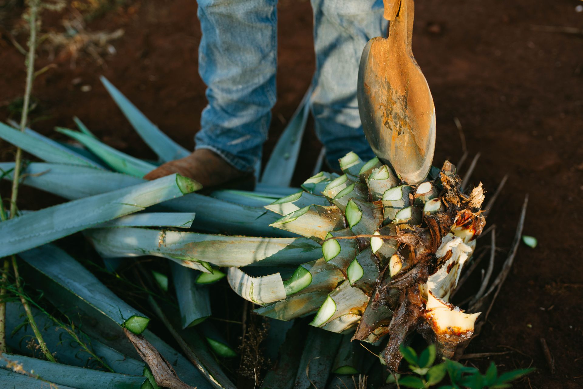 A close-up view of an agave plant being harvested in a rural Mexican field.