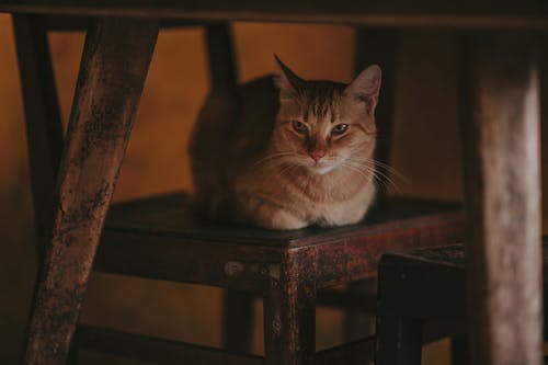 Free Photography of Orange Tabby Cat on Chair Stock Photo