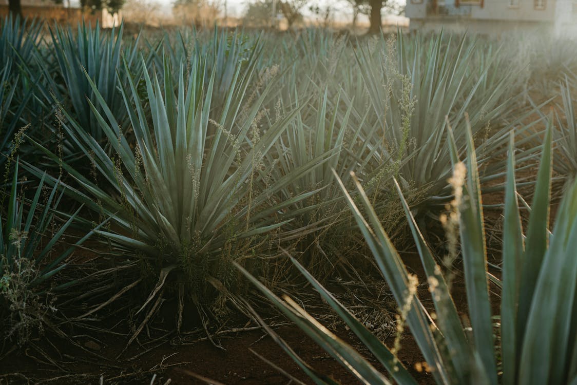 Agave Plants in the Farm · Free Stock Photo