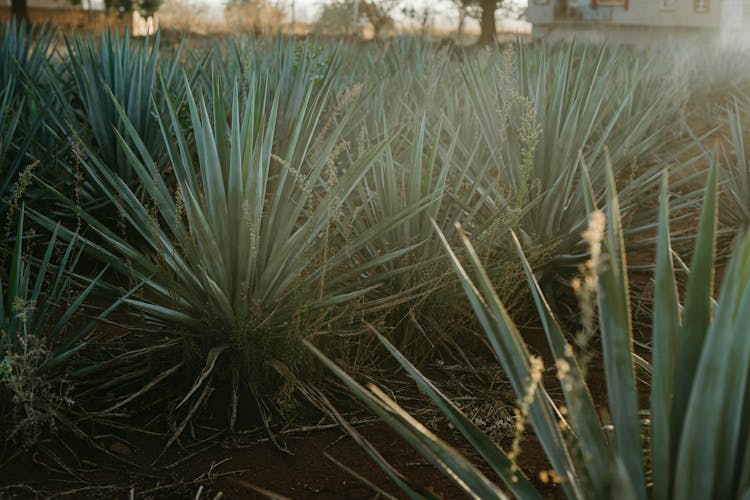 Agave Plants In The Farm