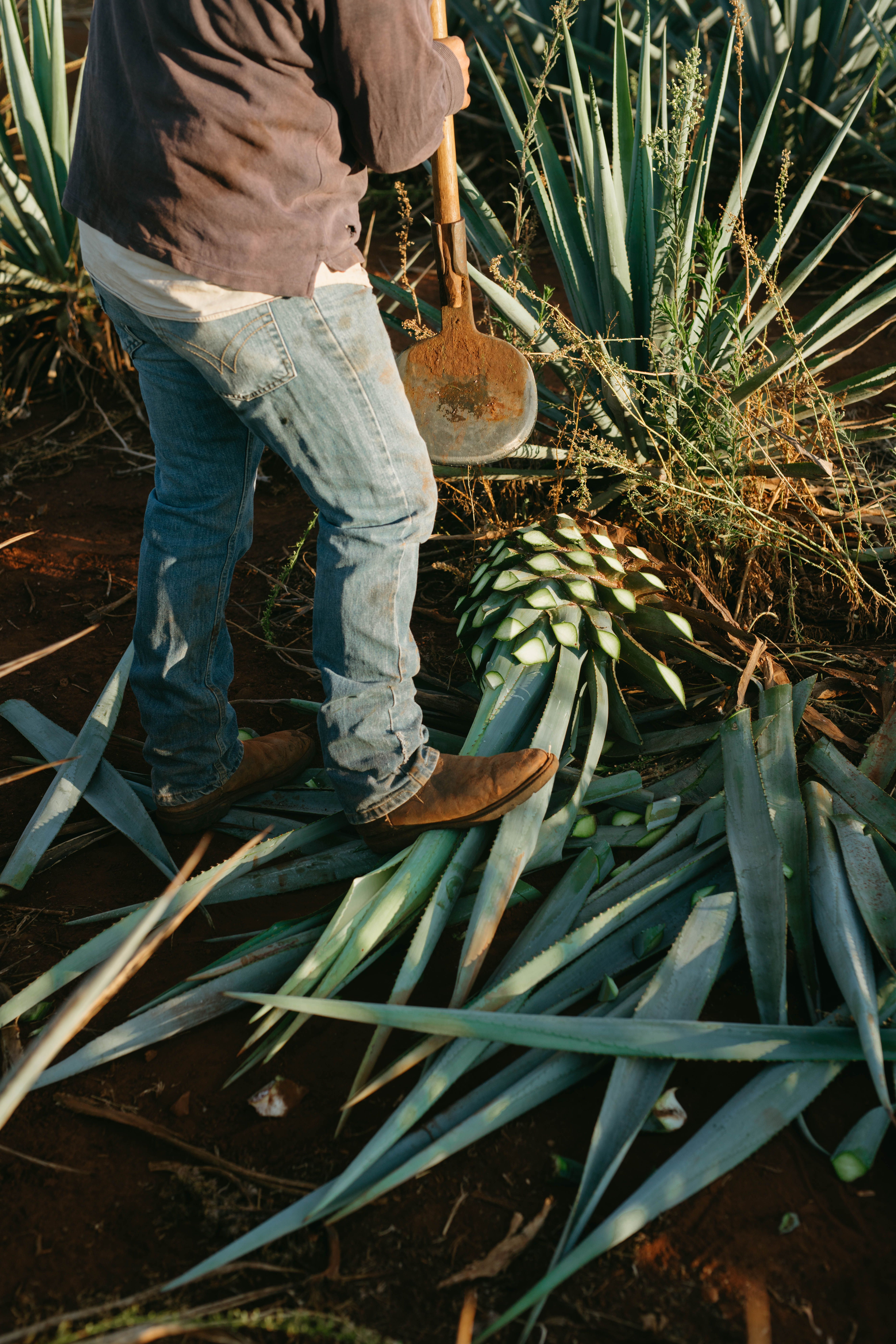 agave syrup deutsch DaVinci Gourmet Natural Agave Syrup