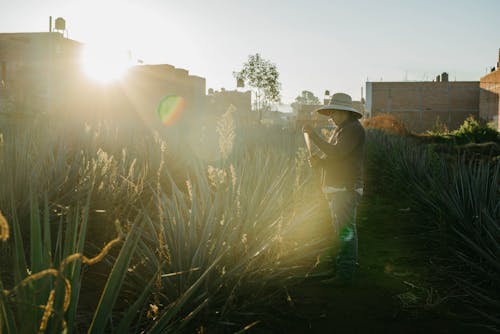 Farmer Working on Agave Plantation