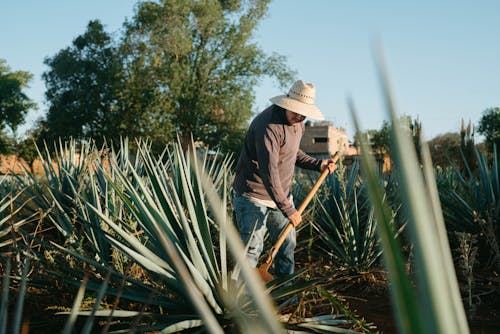 Man Working at Agave Plantation