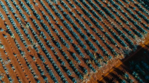 Aerial view of agave plants in rows, showcasing agricultural landscape in Mexico.