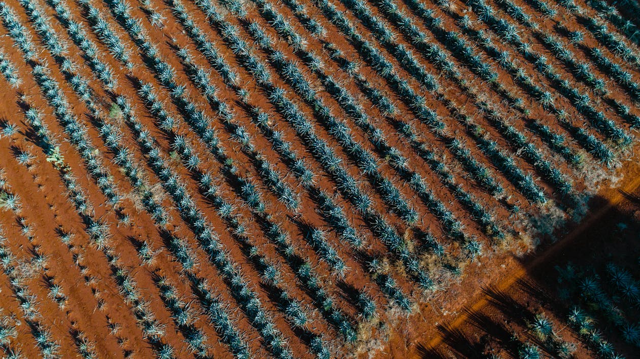 Aerial View of Agave Plantation