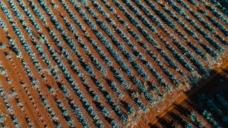 Aerial View Of Agave Plantation