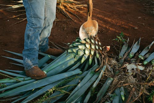 Person Stepping on a Plant