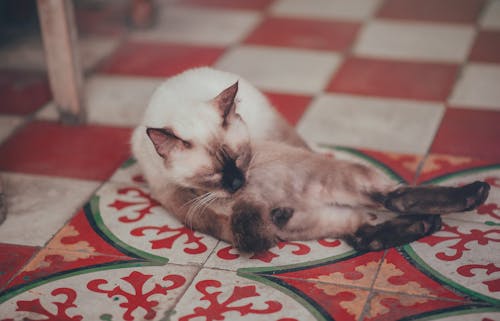 바닥에 누워 흰 샴 고양이의 사진