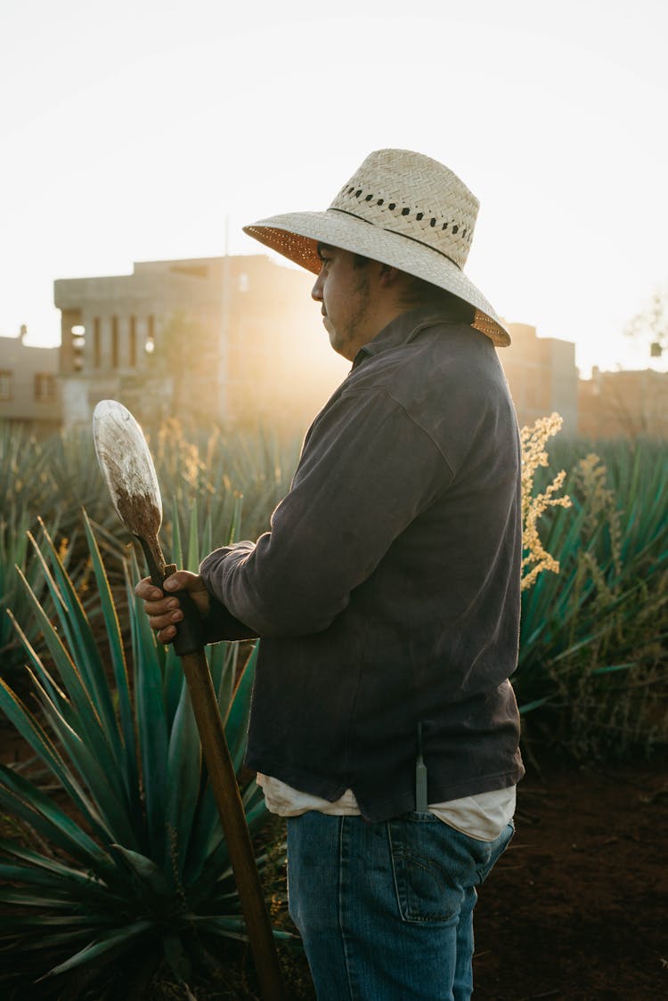 A Famer Standing In The Agave Farm