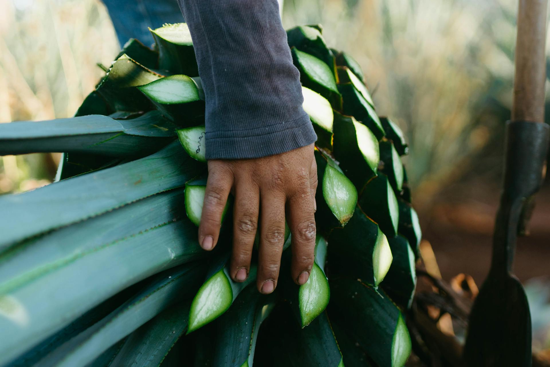 Person Holding a Plant