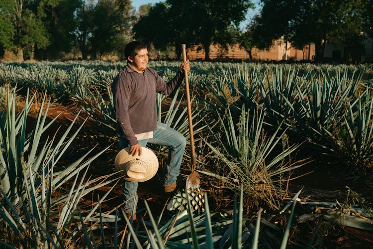 A Famer Standing In The Agave Farm