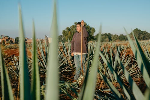 Man Harvesting Agave