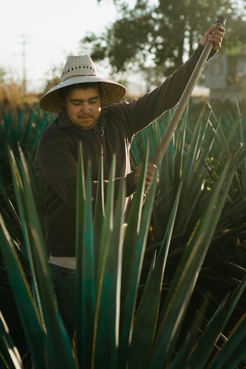 Gratis stockfoto met agave, bezet, buitenshuis