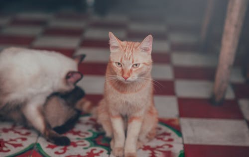 Photographie En Gros Plan De Chat Tigré Orange