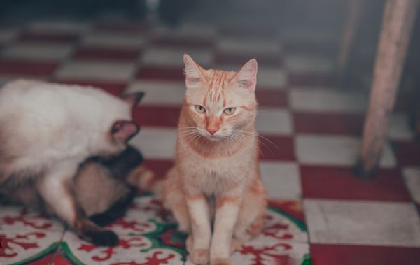 Close-up of a ginger tabby cat's face