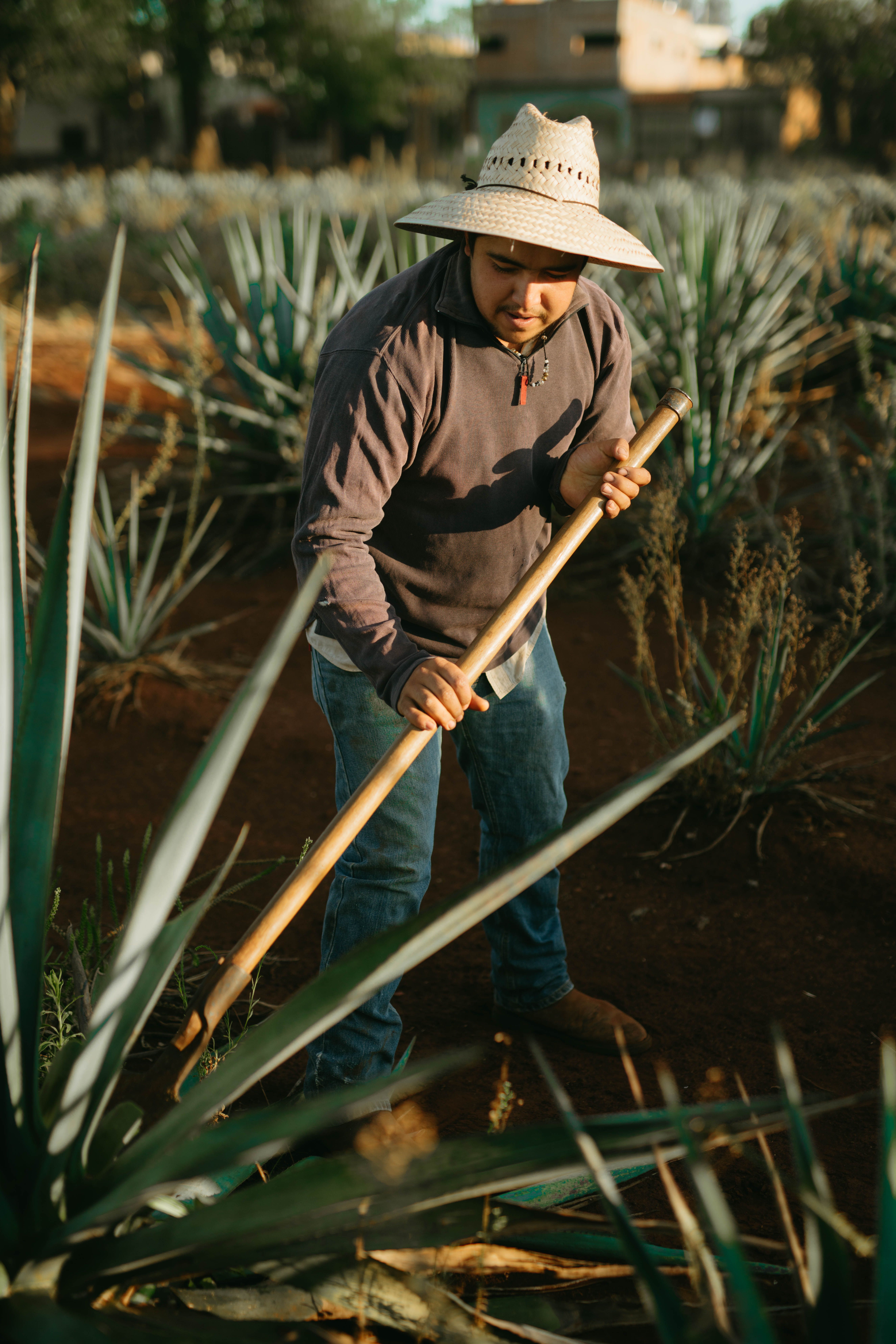 Kostenloses Foto zum Thema: agave, agave tequilana, anbau, auerorts,  bauer, blaue agave, boden, botanik, drauen, ernte, feld, feldarbeit, grn,  handarbeit, hlzern, hyperlokalx, jalisco, landschaft, landwirtschaft,  landwirtschaftliche arbeit ...