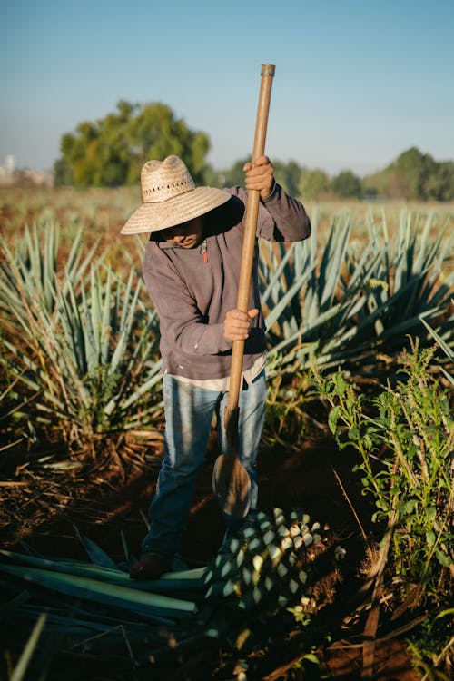 Farmer Harvesting a Crop