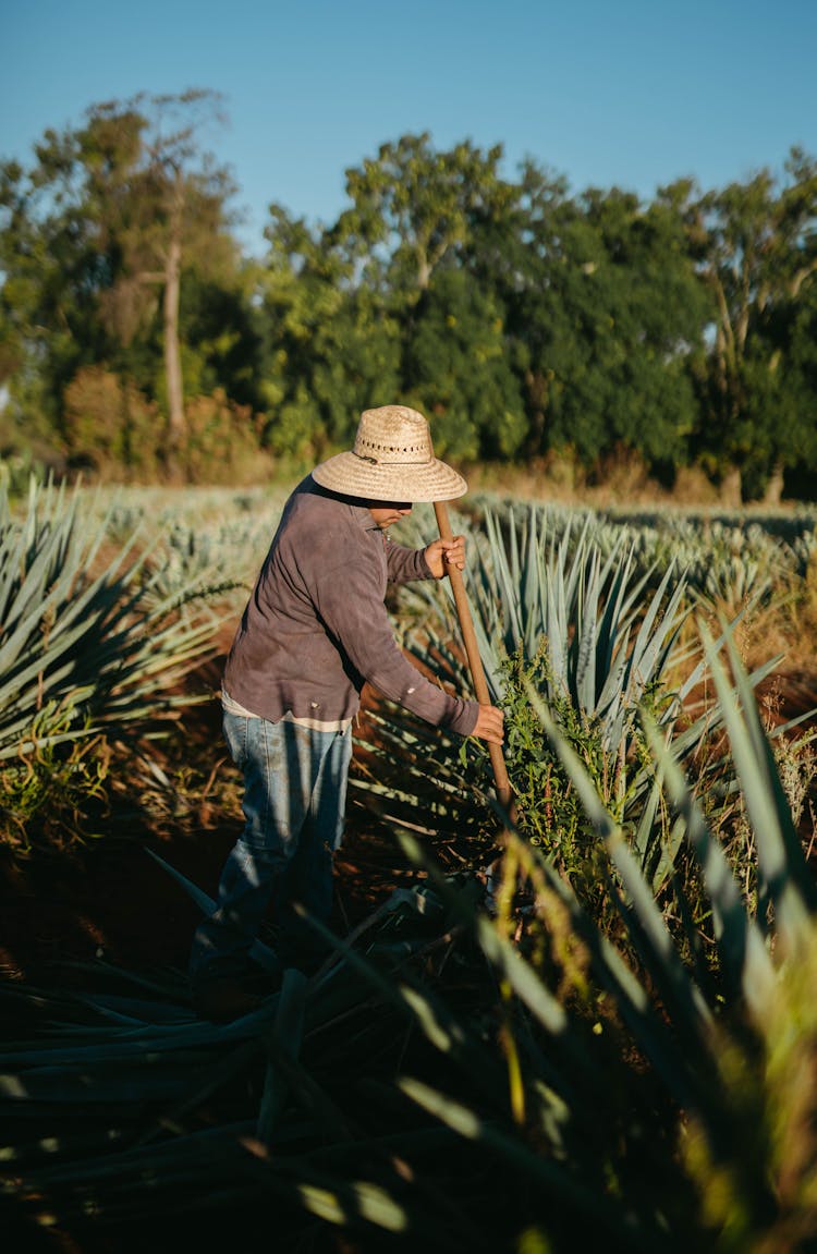 Farmer Harvesting Agave 