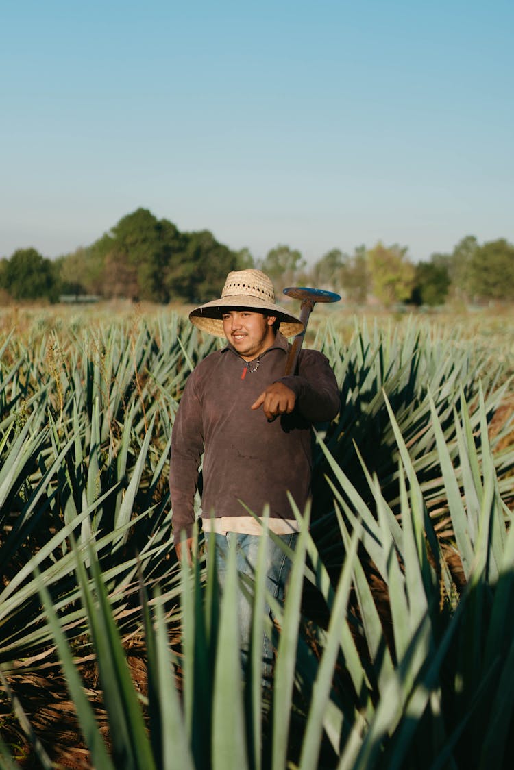 A Famer Standing In The Agave Farm