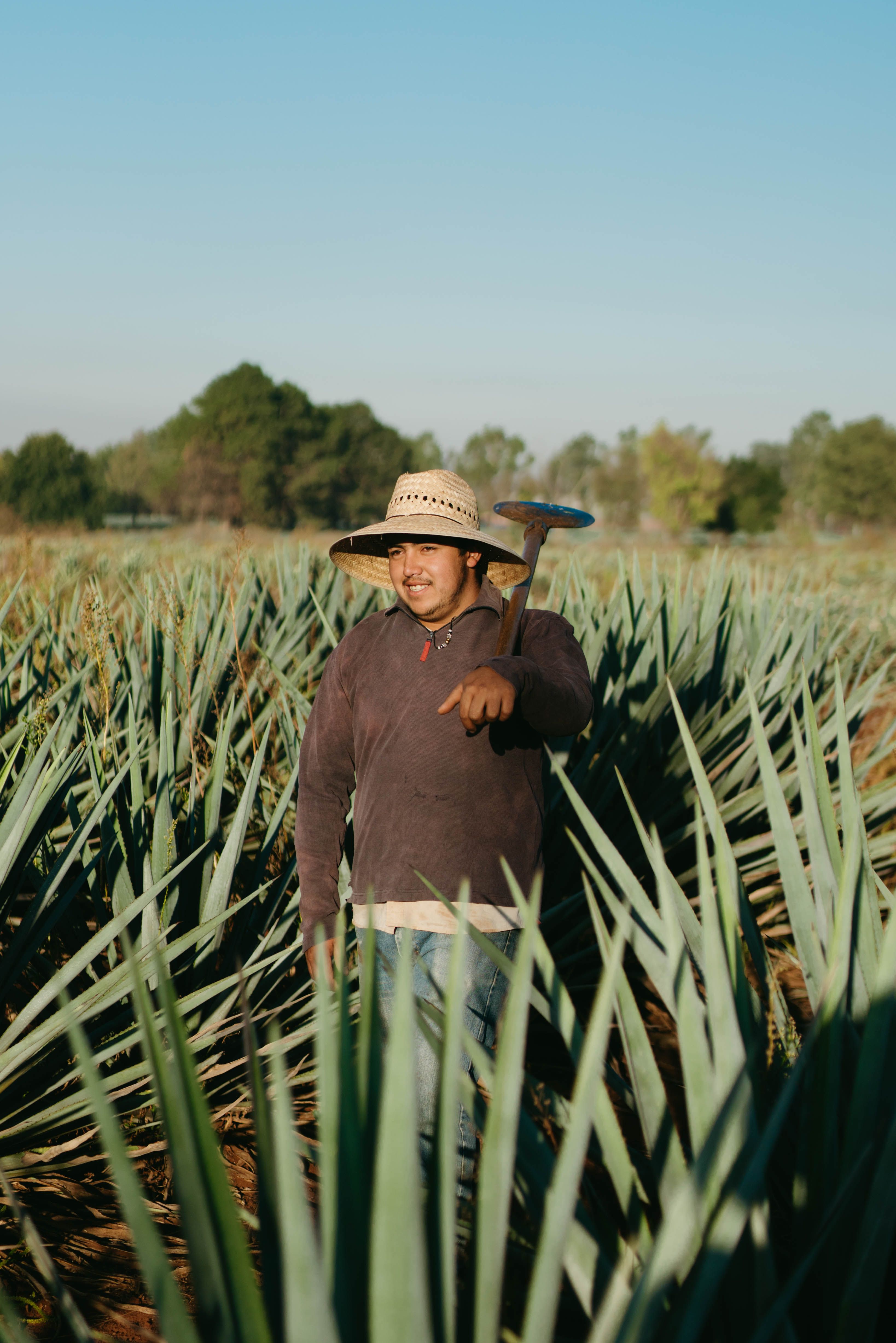 Foto de stock gratuita sobre adulto, agave, agricultor, agricultores ...