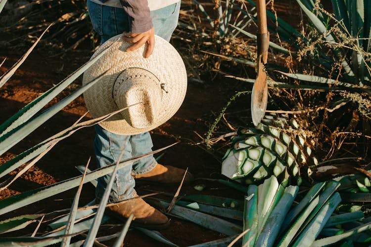 A Famer Standing In The Agave Farm