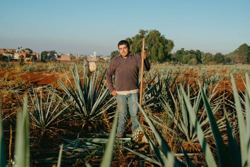 A Famer Standing in the Agave Farm