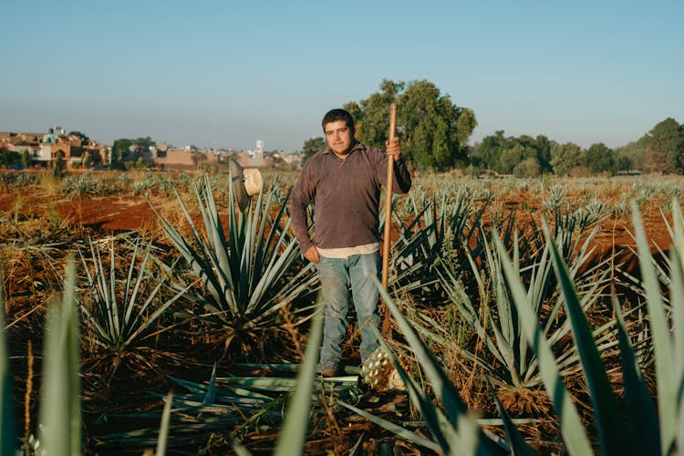 A Famer Standing In The Agave Farm