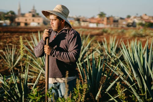 Gratis stockfoto met agave, akkerland, boer