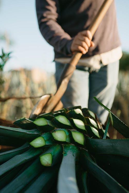 Gratis stockfoto met agave, buiten, detailopname