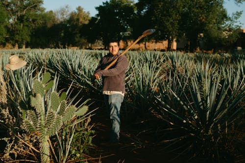 A Famer Standing in the Agave Farm