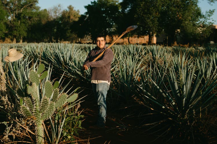 A Famer Standing In The Agave Farm