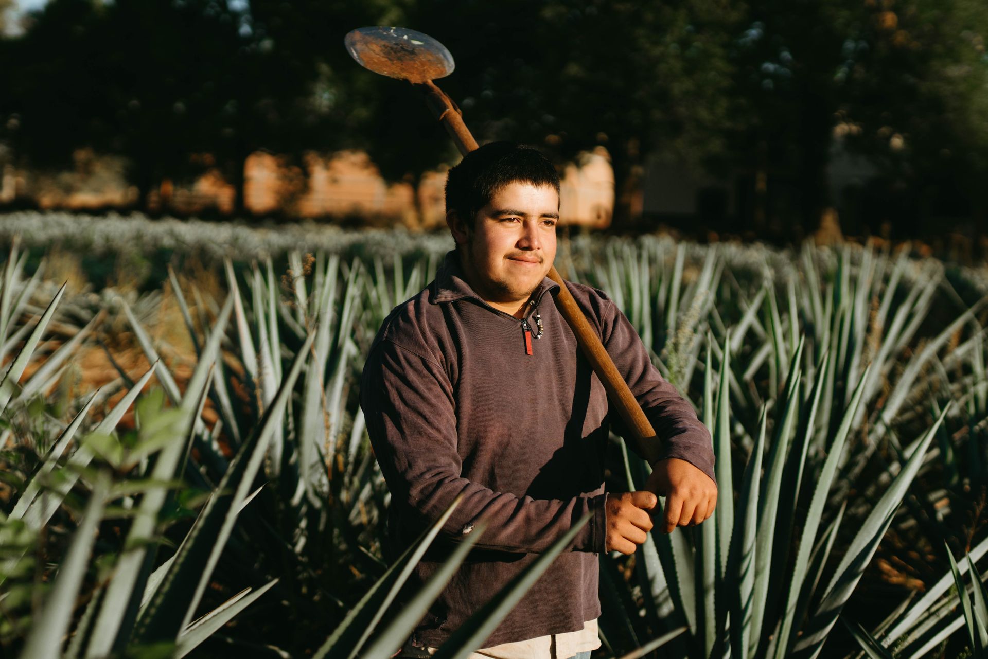 A farmer stands in an agave field in Jalisco, Mexico, showcasing traditional agriculture.