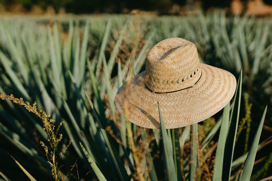 Close-up of a straw hat amidst an agave field, symbolizing agriculture and rural lifestyle.