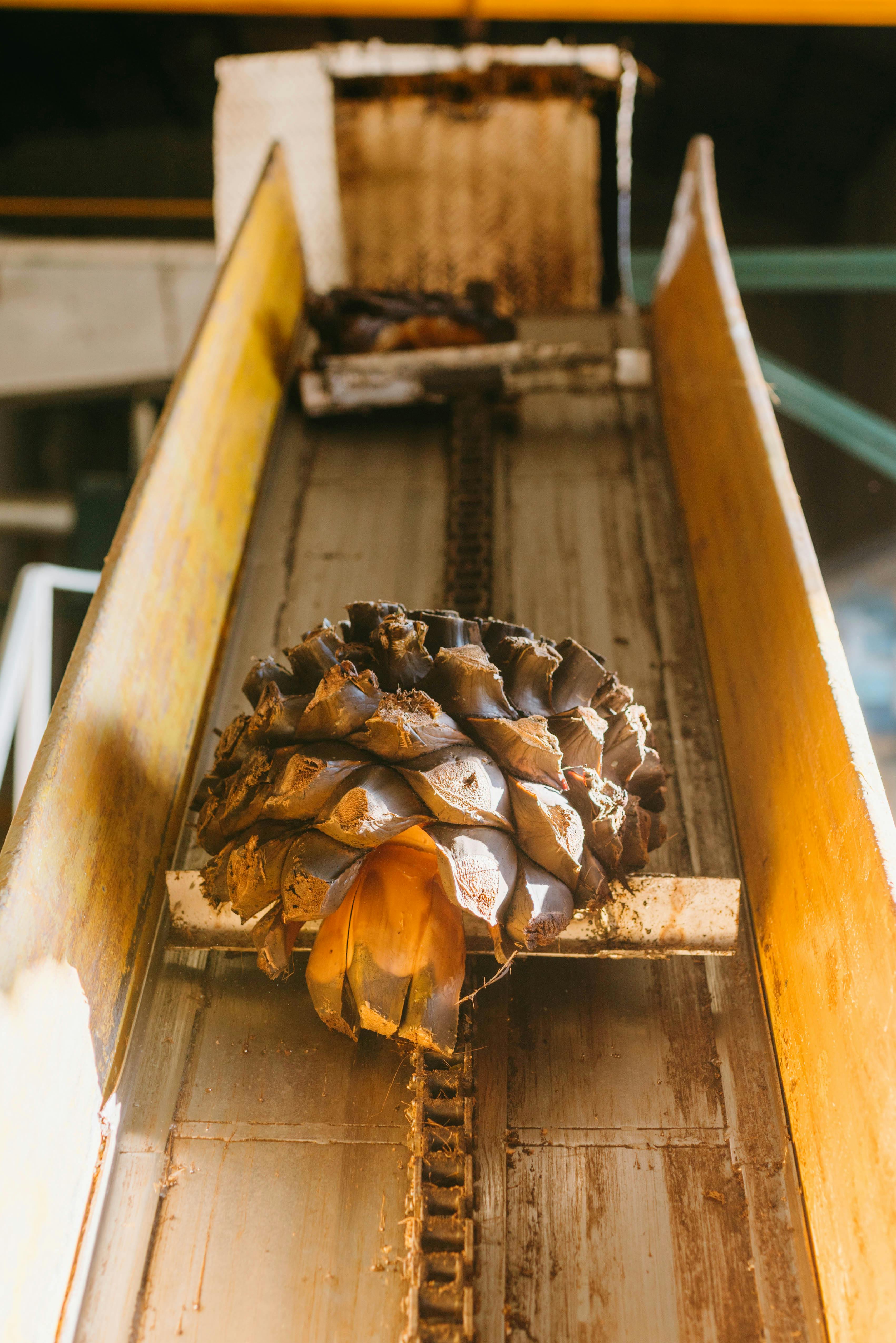 Agave Fruit during Tequila Production · Free Stock Photo