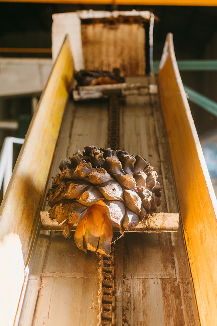 Agave Fruit During Tequila Production