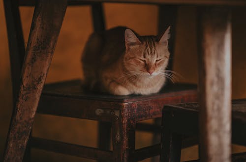躺在木椅上的一只猫的摄影