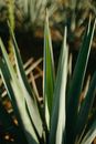 Juicy Leaves of Agave