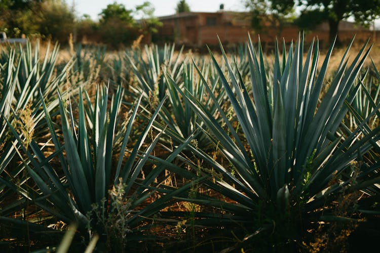 Agave Plants In The Farm