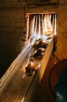 Industrial conveyor belt transporting agave for production process in a rustic setting.