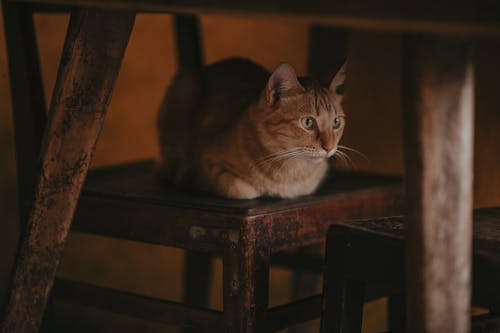 躺在棕色的木链上的一只猫的特写摄影
