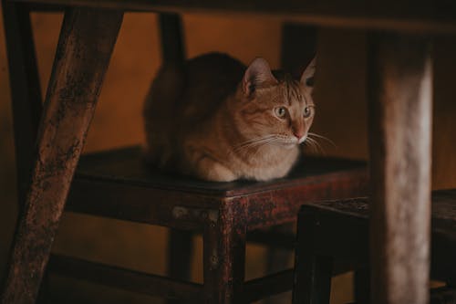 Fotografi Close Up Kucing Yang Berbaring Di Rantai Kayu Coklat