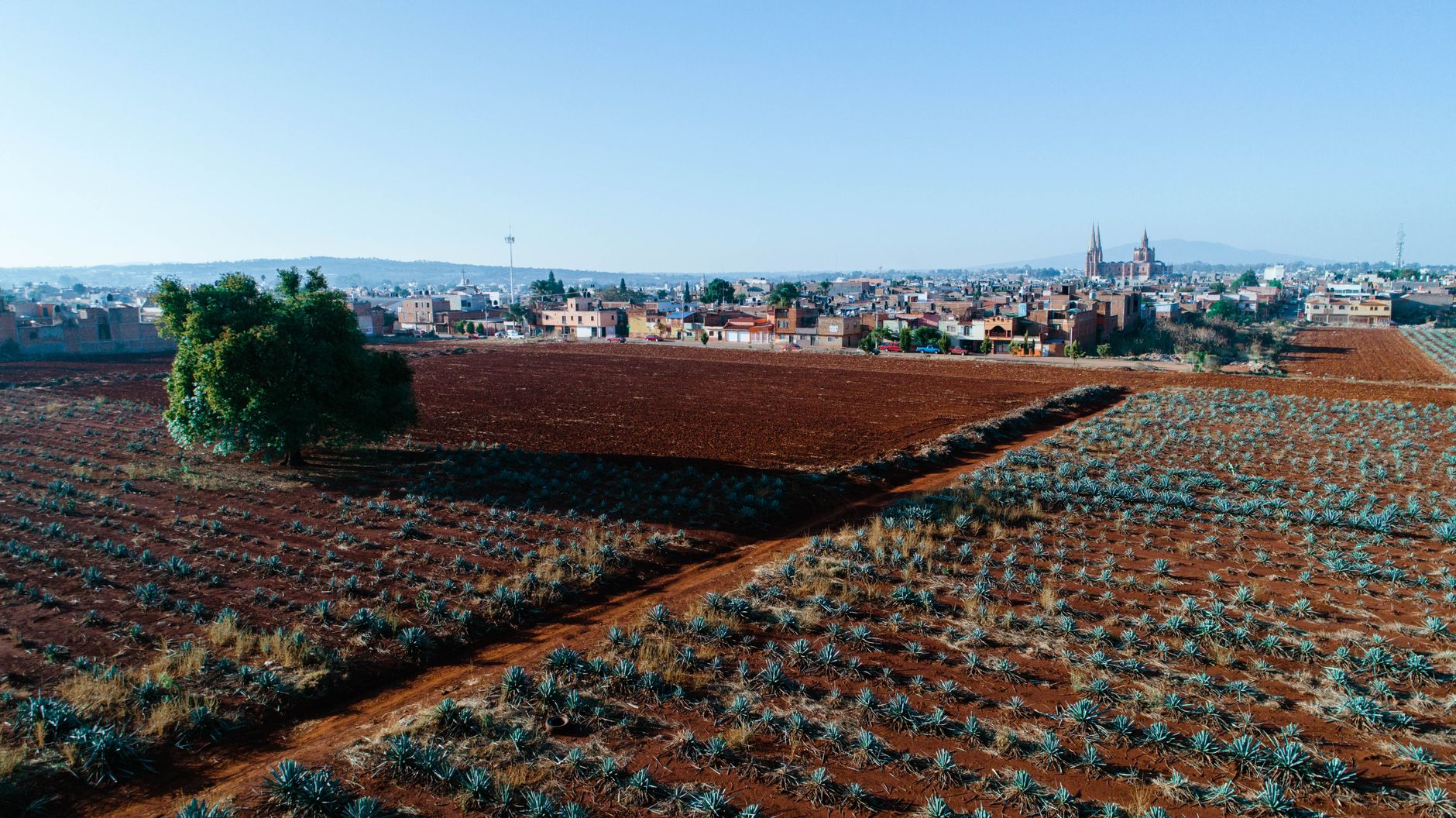 tequila town agave field jalisco mexico blue agave volcano