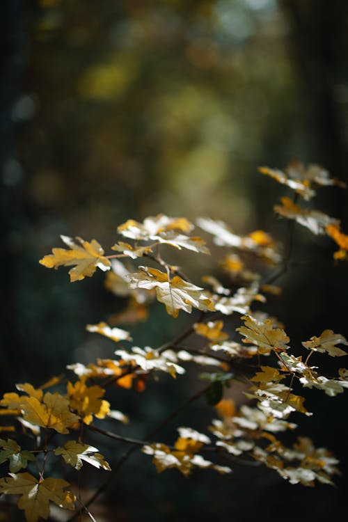 Free Yellow and Brown Autumn Leaves Stock Photo