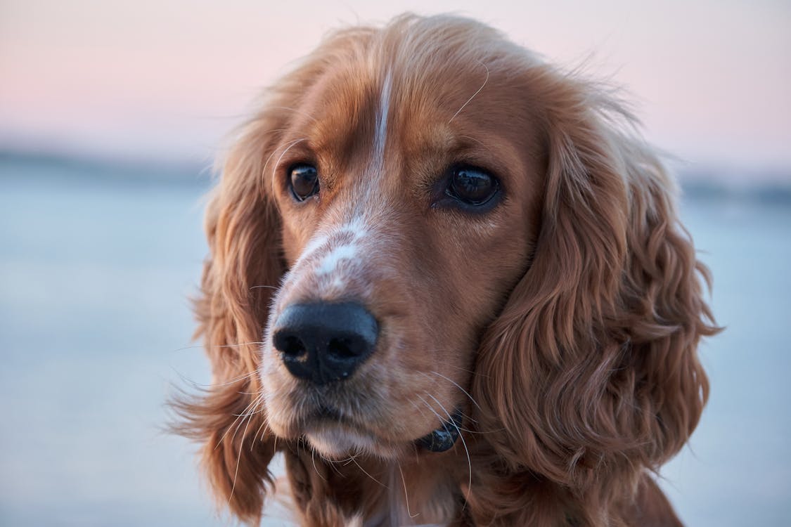 Close-Up Photo of a Brown Dog's Face · Free Stock Photo