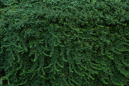 Free Natural Green Leaves of Wall Stock Photo