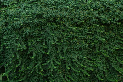 Free Dense green vines covering a wall in Timișoara, Romania, showcasing natural growth and lush foliage. Stock Photo