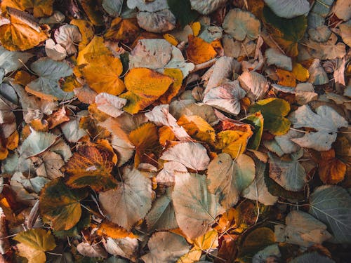 Woman Sitting on Dry Leaves on Ground · Free Stock Photo