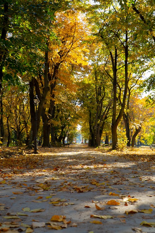 atmosfera de outono, 中央公園, 樹木 的 免费素材图片